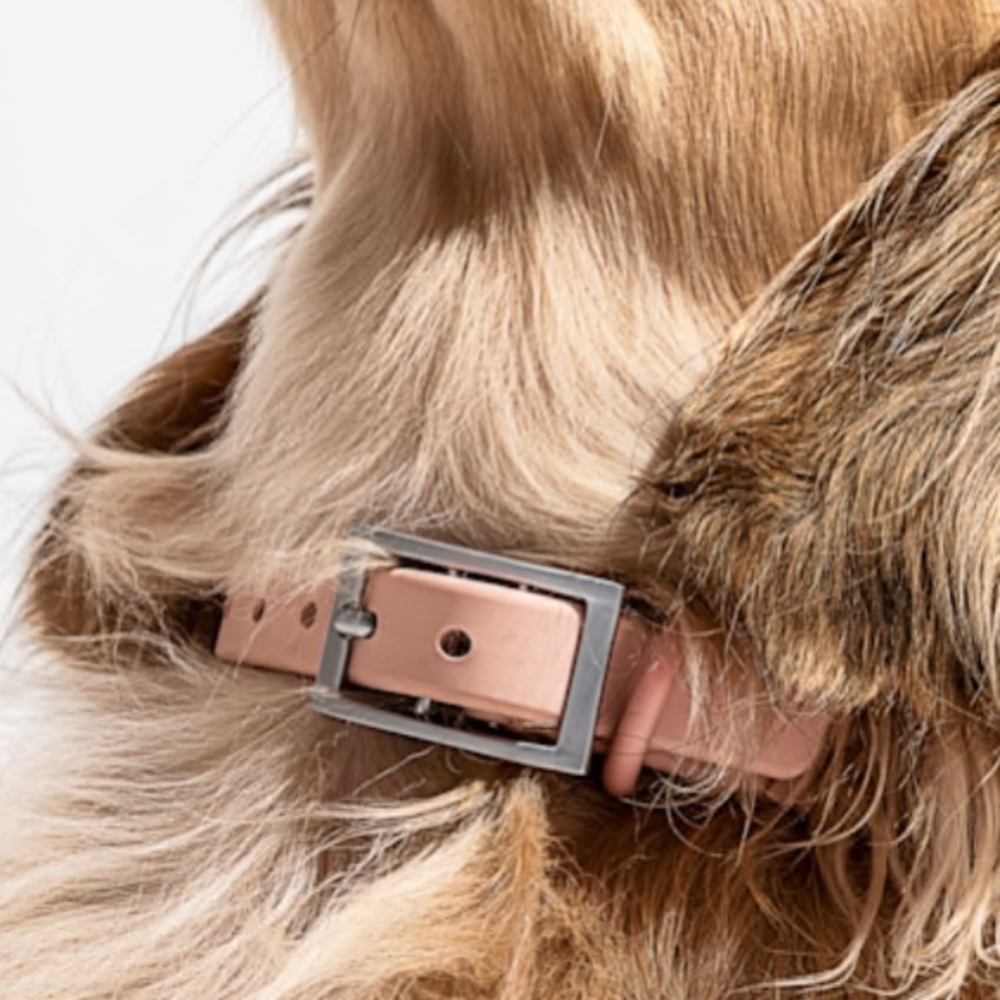 New! Wild One Pink PVC Dog Collar